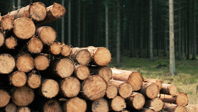 Un país de Sudamérica ya superó a China y Rusia en producción de madera industrial